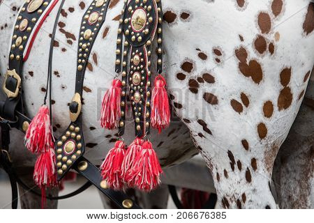 Saddlery Of Horse