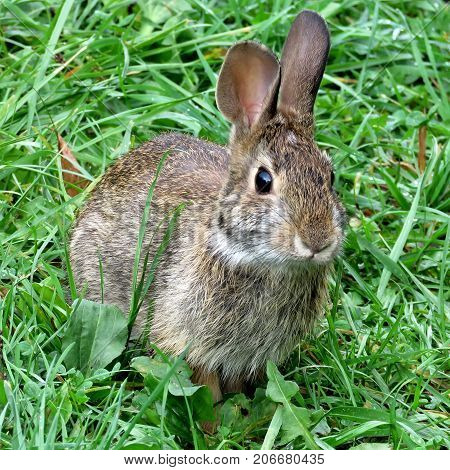 Eastern cottontail rabbit in forest of Thornhill Canada September 29 2017