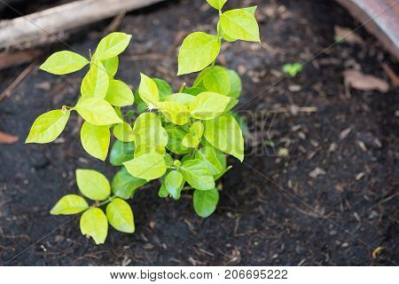 Young Green Plant Growing On Ground