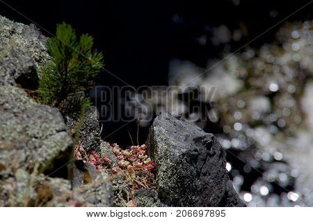 A little pocket of Sedum spathufolium and a tiny shore pine on the edge of a sea cliff on southern Vancouver Island BC.