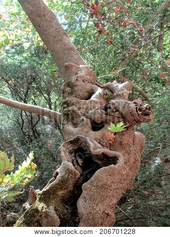 An ancient tree in Gliki Park, at the springs of the Aheron River, Greece.