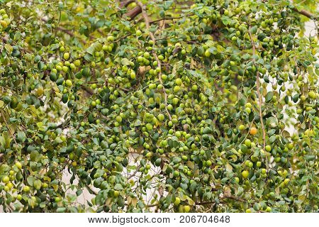 Green Apples On Apple-tree Branch, Louangphabang, Laos. Close-up.