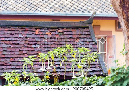 White flowers on a tiled roof background in Louangphabang Laos. Copy space for text