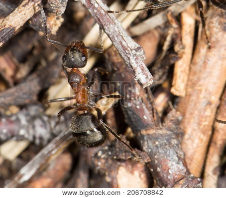 ant in nature. close-up . In the park in nature
