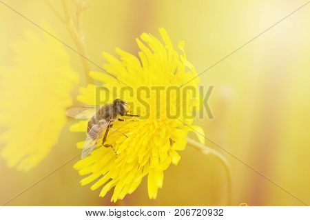 Bee insect on flower collects honey background. Yellow bee sits on yellow flower