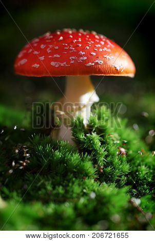 Poisonous fly agaric toadstool in moss in forest