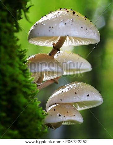Poisonous fly agaric toadstool in moss in forest