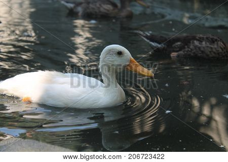 Spectaculous white duck in its habitat, being on the artificial lake, farm garden