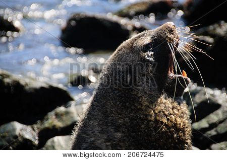 A Fur seal at Godthul, South Georgia,  showing it's teeth