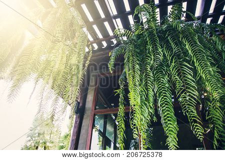 Boston Fern is a very popular house plantoften grown in hanging baskets or similar conditions.