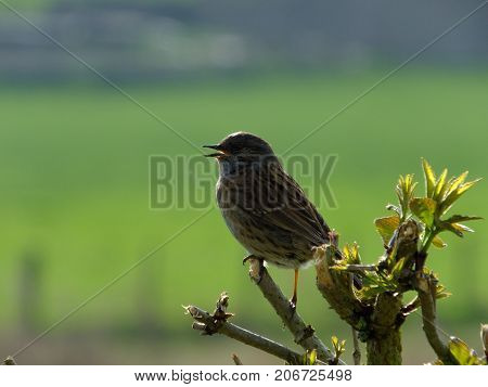 Hedge sparrow singing from the top of tree branch