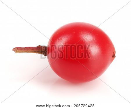 viburnum berry isolated on white background macro.