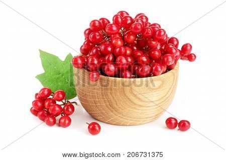Viburnum berries with leaves isolated on white background.
