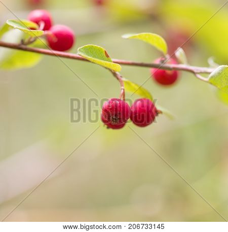 red berries on a bush in nature
