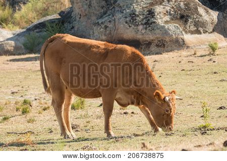 Spanish cows of retinta breed, drinking and eating grass on Barruecos zone, Caceres, Spain