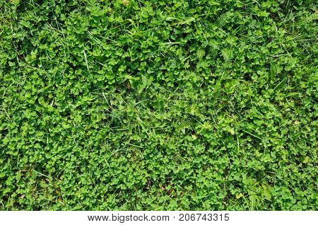 Texture of a Clover Lawn. Background of a Green Clover Texture