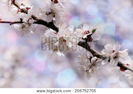 Vintage photo of Apricot tree flower with beautiful bokeh background.