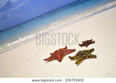 Detail Of Starfish In Sand. Sunny Day At Montego Bay Beach, Jamaica