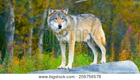 Male grey wolf standing on a rock in the forest observing. Wolf in profile.