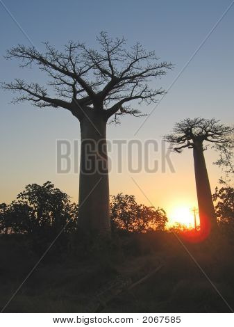 Tramonto con due baobab, Baobab Alley, Madagascar