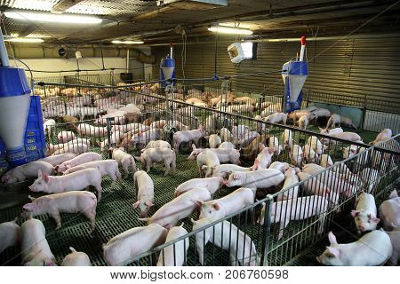 View From Above Of A Breeding Pig Farm Inside