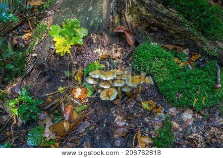 A close up of mushrooms on a tree in a forest
