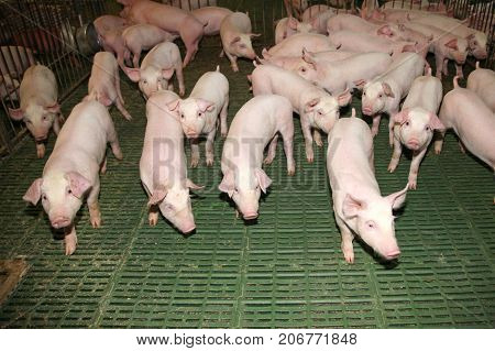 View from above of a breeding pig farm inside. Indoor photo of a pig farm with many new born piglets