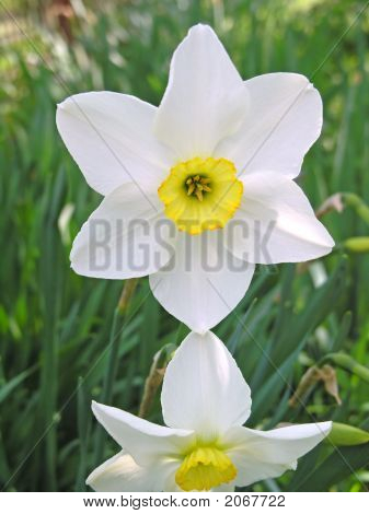 Narcissus