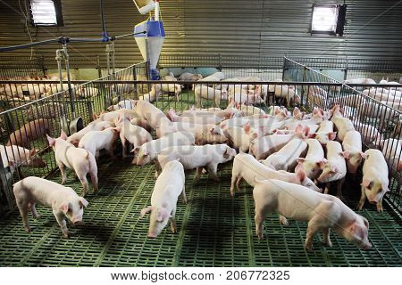 View from above of a breeding pig farm inside. Indoor photo of a pig farm with many new born piglets