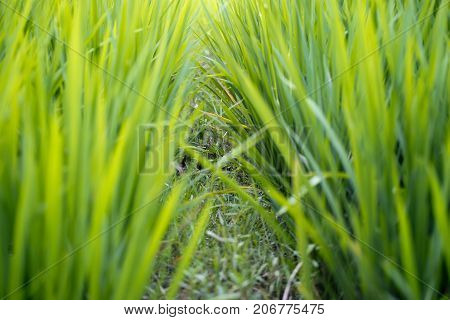 green rice paddy field agriculture in asia beautiful background divider