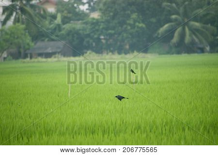 bird flying black drongo with spread wings in air over green rice field in the air free hunting catching insects in rural area village