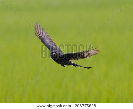 bird flying black drongo with spread wings in air over green rice field in the air free hunting catching insects in rural area village