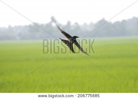 bird flying black drongo with spread wings in air over green rice field in the air free hunting catching insects in rural area village