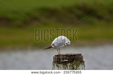 Black headed gull preening on post, Port Meadow, Oxford