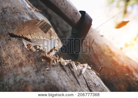 Tree Chopping And Sharp Ax Close Up. Lumberjack With Acute Axe Cuts Tree. Wooden Chops Fly Apart. Co