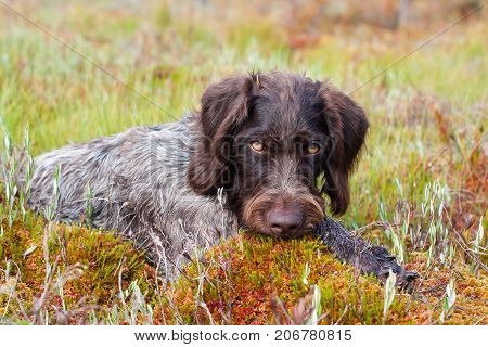 portrait of hunting dog german wirehaired pointer outdoors