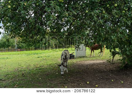 donking eating grass and apples on meadow under big tree in summer autumn