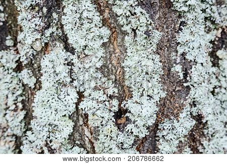Background image: close-up presents the tree bark covered with moss.