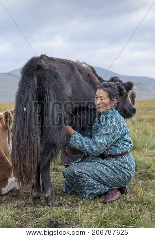 Huvsgul, Mongolia, September 6Th, 2017: Mongolian Woman Milking A Cow