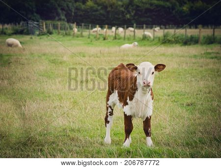 Young cow standing close to Lacock village Wiltshire England UK