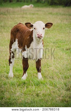 Young cow standing in field close to Lacock village Wiltshire England UK