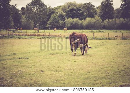 Cow grazing in the countryside close to Lacock village Wiltshire England UK