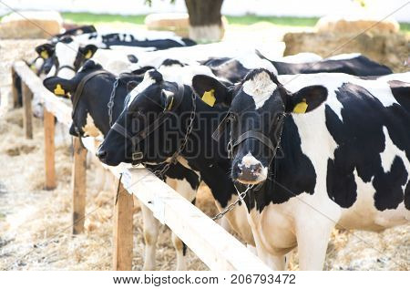 cows in a farm. Dairy cows in a farm