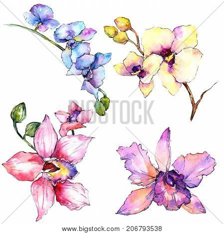 Wildflower orchid flower in a watercolor style isolated. Full name of the plant: colorful orchid. Aquarelle wild flower for background, texture, wrapper pattern, frame or border.