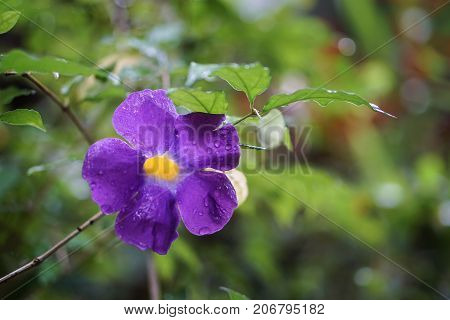 King's mantle purple yellow flower rain drop