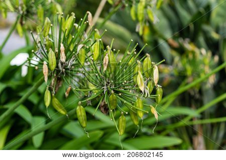leaves of agapanthus praecox love flower from south africa plant macro leaf close up