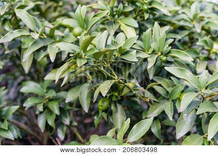 leaves of fortunella margarita rutaceae ovale kumquat from china citrus plant
