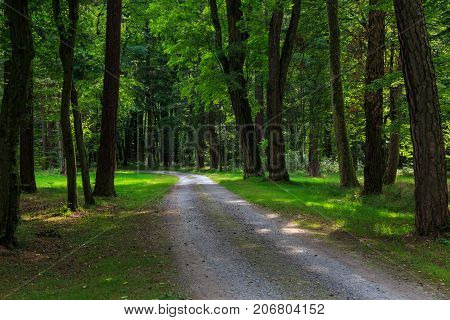 Forest landscape: winding road in an old park among deciduous trees at bright summer day. Park Schoenbusch ( Schönbuch ) - english landscape garden Aschaffenburg Germany