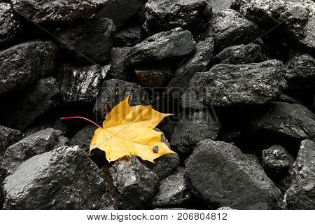 Maple Leaf Among Pieces Of Coal