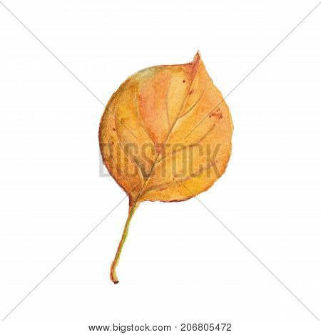 Yellow autumn leaf. Watercolor autumn leaf isolate on white background. Hand painted.
